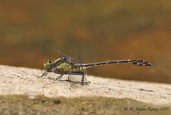 Dromogomphus spinosus, male